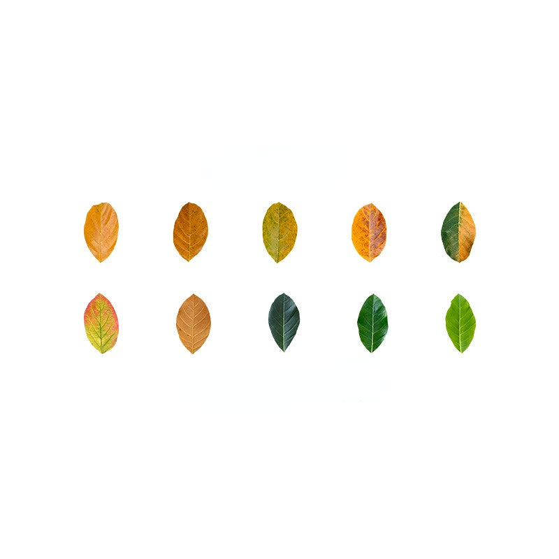 Fallen Leaves of Champs-Shaped Washi Tape