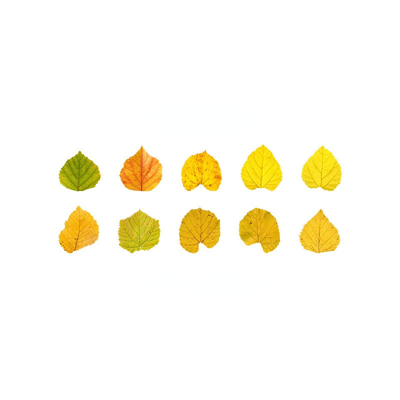 Fallen Leaves of Champs-Shaped Washi Tape